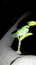 Close-up of insect on plant