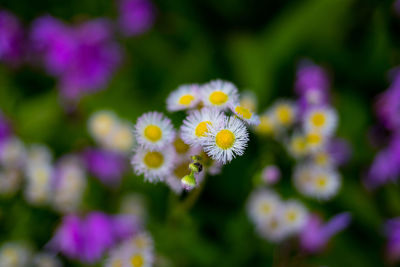 Close-up of white daisy flowers