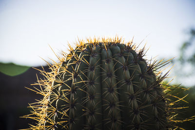 Close-up of cactus plant against sky