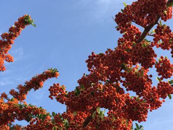 Low angle view of flowering tree against sky