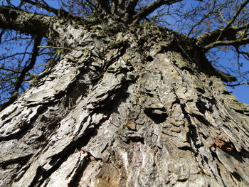 Low angle view of tree trunk