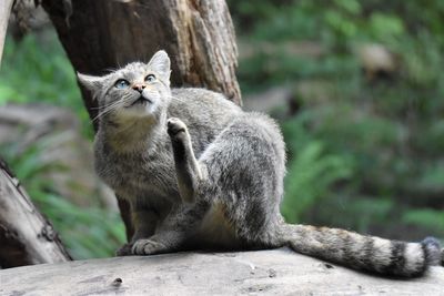 Wildcat sitting on a tree