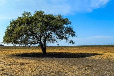 Tree on field against blue sky