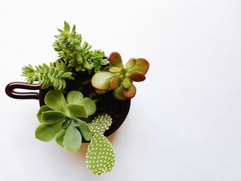 Close-up of potted plant against white background