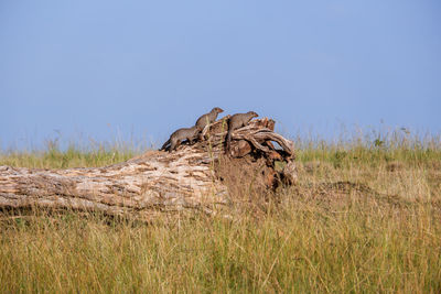 Scenic view of rock against clear sky