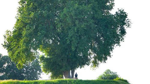 Low angle view of trees