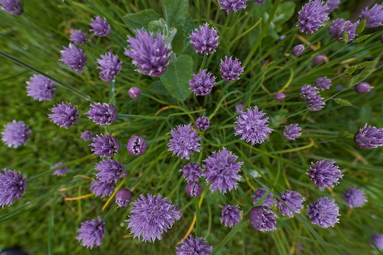 CLOSE-UP OF PURPLE FLOWERING PLANT