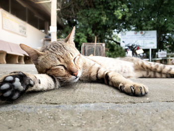 Close-up of a sleeping cat