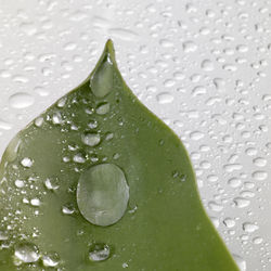 Close-up of wet leaf against white background