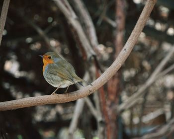 Close-up of bird perching on branch