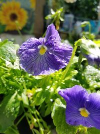 Close-up of purple flowers blooming outdoors