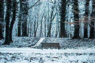 Snow covered trees in forest