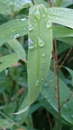 Close-up of water drops on leaves