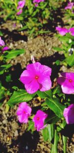 Close-up of pink flowering plant