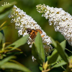 Close-up of butterfly pollinating on white flower