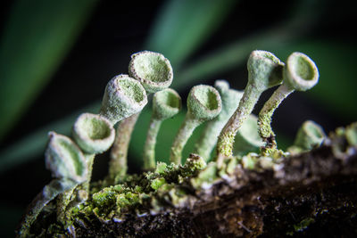 Trompetenflechte cladonia fimbriata