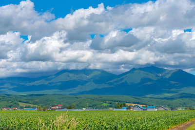 Scenic view of agricultural field against sky