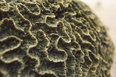 Close-up of a dead coral