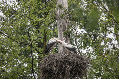 Low angle view of bird perching on tree