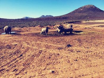 Horses in desert against clear sky