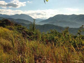 Plants growing on land against sky
