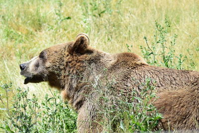 Side view of bear on grassy field