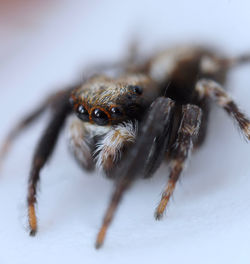 Close-up of spider