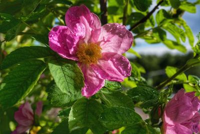 Close-up of water drops on pink flower blooming outdoors