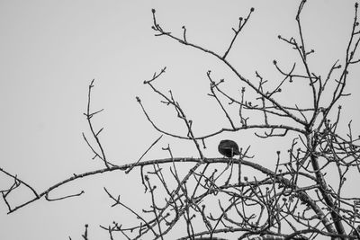 Low angle view of bird perching on bare tree against sky