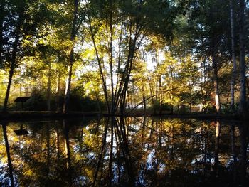 Scenic view of lake in forest against sky