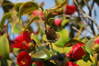 Close-up of butterfly pollinating on flower