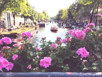 Pink flowers growing on tree