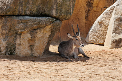 Cat sitting on rock