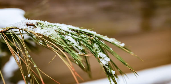 Close-up of frozen plant