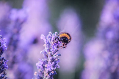 Close-up of bee pollinating on purple flower lavender 