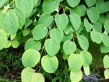 High angle view of plant growing on field