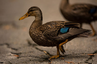 Close-up of a duck