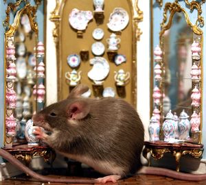 Close-up of mouse eating crockery in house model