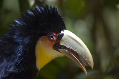 Close-up of bird