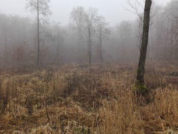 Trees in forest against sky