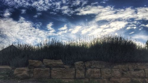 Trees against sky