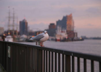 Seagull perching on a railing