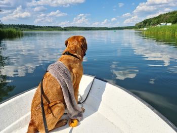Dog looking at lake shore