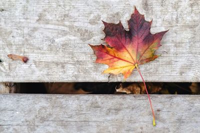 Close-up of maple leaf on wood