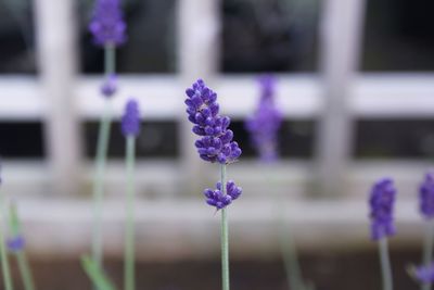 Close-up of purple flowering plant