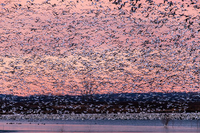 Flock of birds flying over lake during sunset
