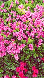 High angle view of pink flowering plants