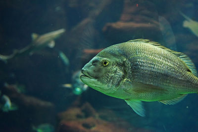 Fish swimming in sea