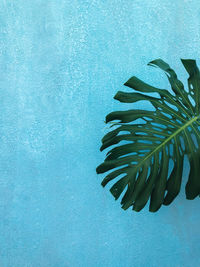 Close-up of fish swimming in sea