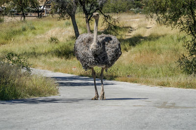 Direct view of ostrich walking on road